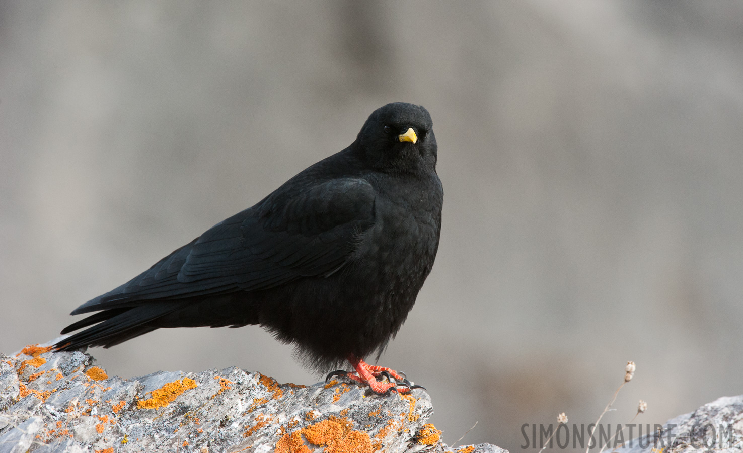 Pyrrhocorax graculus graculus [400 mm, 1/1000 Sek. bei f / 10, ISO 1600]